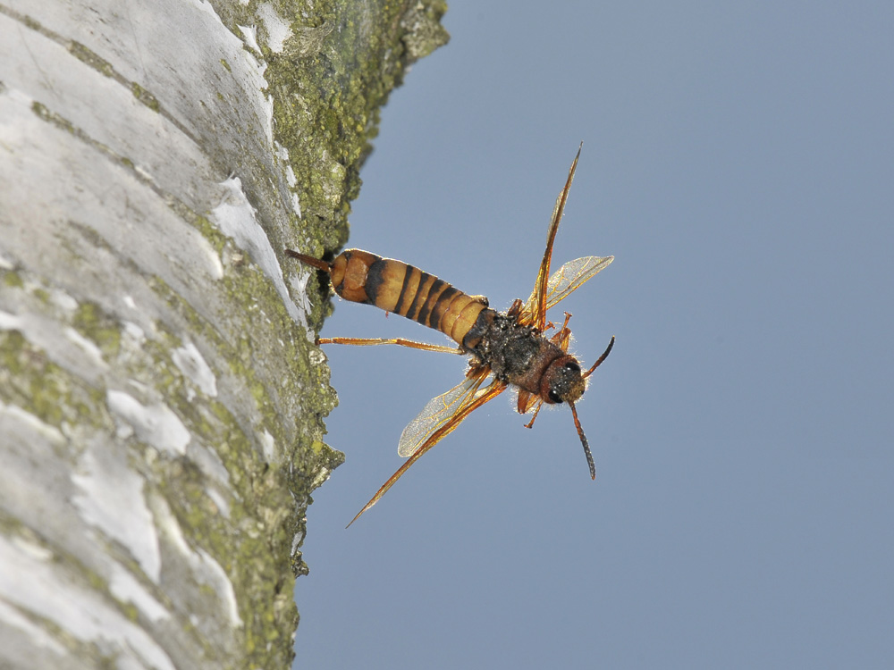 Tremex fuscicornis (Siricidae) in deposizione